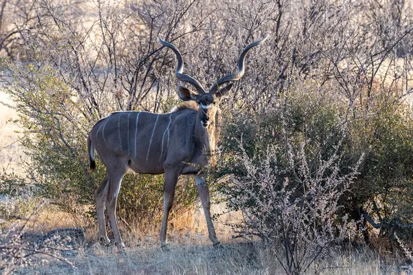 Telephoto shot of a greater kudu -Tragelaphus strepsiceros- in Etosha National Park, Namibia.