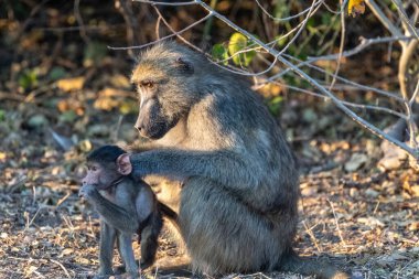 Chacma Babunu, Papio idrarı, annesiyle bebek, Chobe Ulusal Parkı, Botswana.