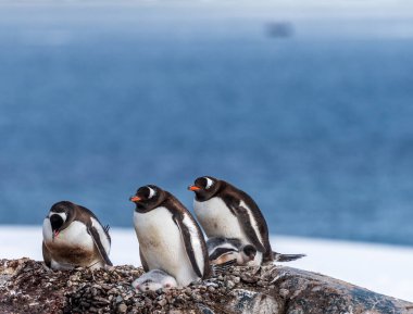 Gentoo Penguen-Pygoscelis Papua 'nın Antarktika yarımadasındaki Cierva Koyu kolonisindeki yavrularıyla yakın çekimi.