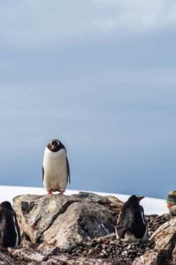 Antarktika Yarımadası 'ndaki Trinity Adası' nın kayalık kıyısında duran Gentoo Penguen-Pygoscelis papağanının yakın çekimi.