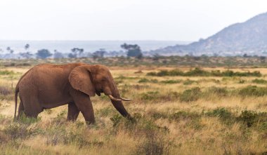 Kenya 'da Samburu Ulusal Rezervi' nde otlayan Afrika Fili Loxodonta Afrika 'nın telefonu.