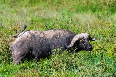 Kenya 'daki Nakamuro Gölü Milli Parkı' nda otlayan Cape Buffalo - Syncerus Cafer 'in telefon hoto' su.