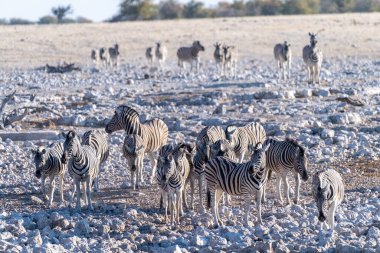 A group of Burchells Plains zebra -Equus quagga burchelli- approaching a waterhole on the plains of Etosha National Park, Namibia.