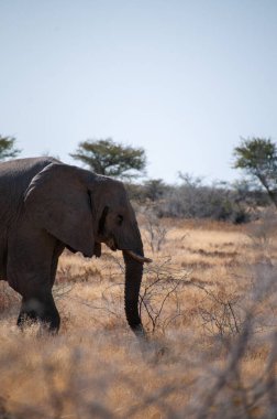Afrika fili Loxodonta Afrika 'nın Namibya' daki Etosha Ulusal Parkı 'nın düzlüklerinde otlayan dev bir filin telefon çekimi..