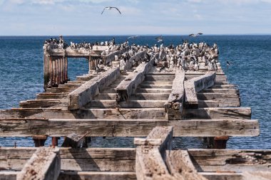 Şili 'nin Macellan Boğazı kıyısındaki eski bir rıhtımın telefonu. Rıhtım imparatorluk komorantlarıyla dolu. - Leucocarbo atriceps..