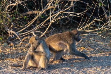 İki Chacma Babun 'un yakın çekimi, Papio ursinus, Botswana Chobe Ulusal Parkı' nda güneşin altında oturuyor..