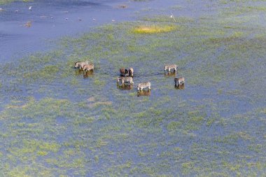 Aerial shot of a herd of Zebras grazing in the Okavango delta wetlands in Botswana.