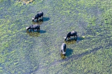 Okavango deltasında otlayan bir grup buffalonun hava görüntüsü..