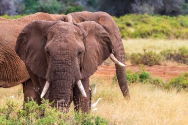 Kenya 'daki Samburu Ulusal Rezervi' nde Ewaso Ngiro nehrinin kıyısında otlayan Afrika fili Loxodonta Africana 'nın telefonu.