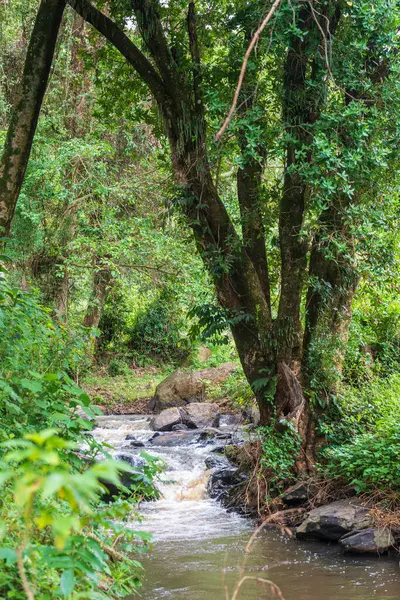 Kenya 'daki büyük yarık vadisi boyunca Kessup Ormanı' nın yakınlarındaki vahşi bir dere ve şelalenin yakınında.