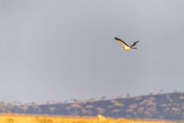 Serengeti, Tanzanya 'da uçan siyah başlı balıkçıl Ardea melanocephala' nın telefonu.