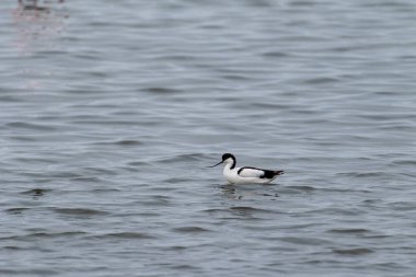 Walvis Bay, Namibya kıyıları boyunca tek bir avocet -Recurvirostra avosetta-.