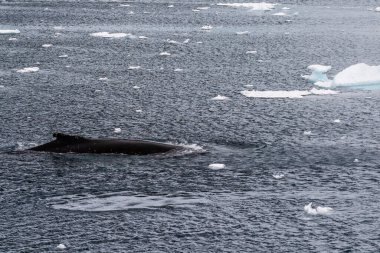 Dalış yapan bir kambur balinanın arkası Megaptera novaeanglia- sırt yüzgeci ve şişme deliği de dahil. Görüntü, Antarktika yarımadasındaki Lemaire kanalının girişinden alınmıştır..
