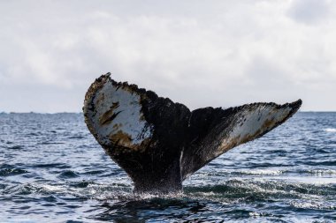 Dalış yapan bir kambur balinanın kuyruğuna yakın plan. Megaptera novaeangliae. Görüntü Graham geçidinde çekildi, Charlotte Körfezi, Antarktika Yarımadası yakınlarında..