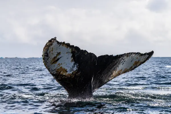 Dalış yapan bir kambur balinanın kuyruğuna yakın plan. Megaptera novaeangliae. Görüntü Graham geçidinde çekildi, Charlotte Körfezi, Antarktika Yarımadası yakınlarında..