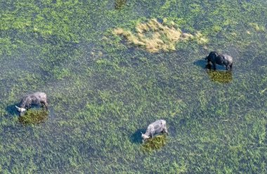 Arial telephoto shot of an African Buffalo -Syncerus caffer- grazing in the Okavango Delta wetlands, Botswana.