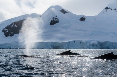 Dalış yapan bir kambur balinanın arkası Megaptera novaeanglia- sırt yüzgeci ve şişme deliği de dahil. Görüntü, Graham geçidinde, Antarktika yarımadasındaki Üçlemeci adasının yakınında çekildi..