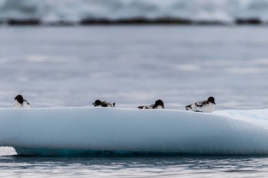 Antarktika Yarımadası 'ndaki Danco Adası' nın yakınlarındaki bir buzdağının üzerinde duran dört Cape Petrels Burnu 'nun yakın plan fotoğrafı.