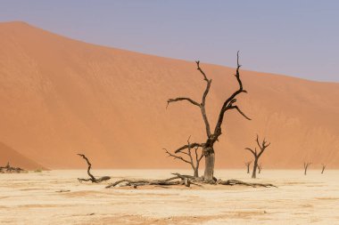 Namibya 'nın Deadvlei bölgesindeki taşlaşmış ölü ağaçların genel görünümü
