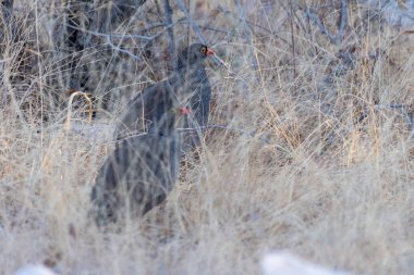 Etosha Ulusal Parkı, Namibya 'daki bir su birikintisinin yakınında filizlenen kırmızı gagalı bir kuşun telefonu..