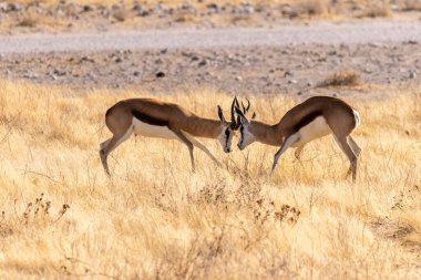 İki Thompson Ceylanı Eudorcas Thomsoni 'nin telefonda kafa kafaya çarpışması..