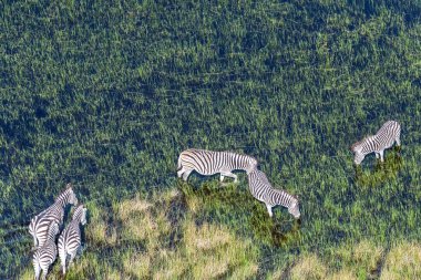 Botswana 'daki Okavango delta sulak alanlarında otlayan Zebra sürüsünün havadan çekilmiş görüntüsü..
