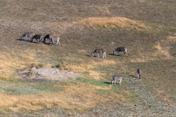 Aerial shot of a herd of Zebras grazing in the Okavango delta wetlands in Botswana.