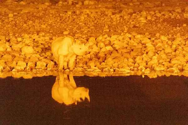 Siyah gergedan Diceros bikornası Namibya 'daki Etosha Ulusal Parkı' ndaki bir su birikintisine yaklaşıyor..