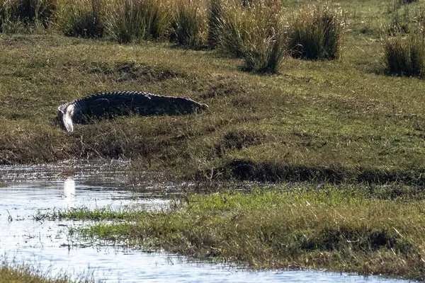 Botswana 'daki Chobe nehrinin kıyısında dinlenen bir timsah timsahının telefon çekimleri..