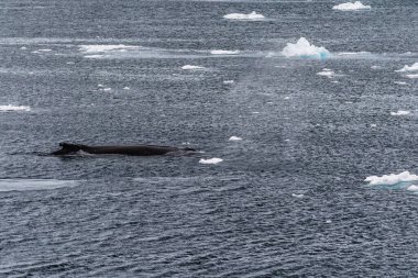 Dalış yapan bir kambur balinanın arkası Megaptera novaeanglia- sırt yüzgeci ve şişme deliği de dahil. Görüntü, Antarktika yarımadasındaki Lemaire kanalının girişinden alınmıştır..