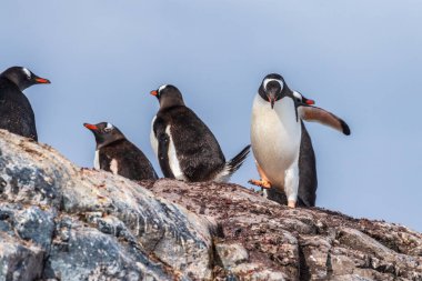 Gentoo Penguen-Pygoscelis papağanlarından oluşan bir grup Antarktika yarımadasındaki Cierva Koyu 'nun yanındaki bir kayanın üzerinde duruyorlar.