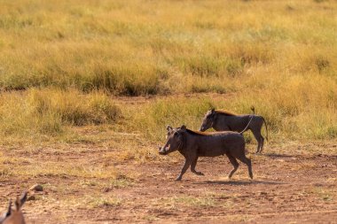 Samburu ulusal rezervinde sık otların arasında yürüyen, Phacochoerus africanus Africanus adlı ortak bir domuzun telefonu.