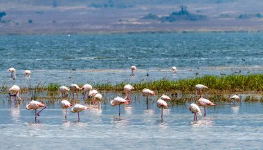 Büyük Flamingolar - Phoenicopterus gülü - Tanzanya 'daki Ngorogoro Krateri' nde Magadi Gölü 'nde duruyor.