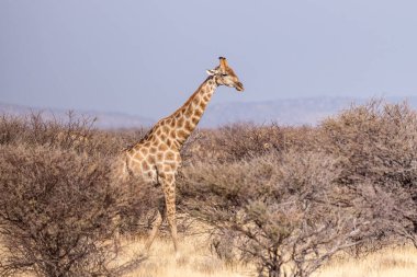 Bir Angola zürafası -Giraffa angoları - Namibya 'daki Etosha Ulusal Parkı' nın çalılıklarında otluyor..