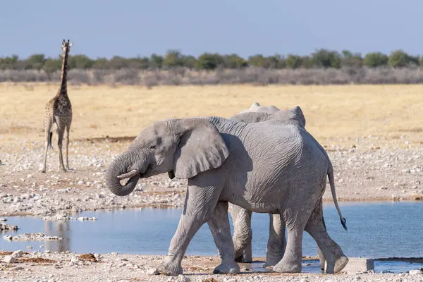 İki dev Afrika filinin telefonu Loxodonta Africana- bir Angolean zürafası - Zürafa angolen- Etosha Ulusal Parkı, Namibya 'daki bir su birikintisinin yanında yürüyor..