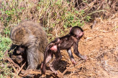 Olive Baboon 'un yakın çekimi - Papio Anubis- annesi Samburu ulusal rezervinin uzun çayırlarında bebeğini taşıyor, Kenya