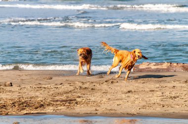 San Francisco, Kaliforniya 'daki Golden Gate Köprüsü yakınlarındaki Bay Area plajında oynayan iki köpek..