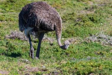 Güney Afrika, Ümit Burnu yakınlarında bir Osterich-Struth devesine yakın çekim..