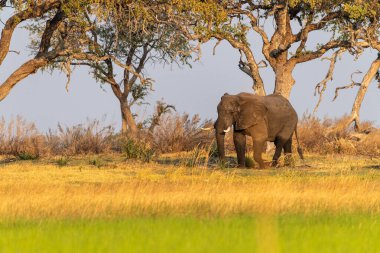 Okavango nehrinin kıyısında Okavango Deltası, Botsvana 'da gün batımında otlayan Afrika fili Loxodonta Africana' nın telefoto çekimi..