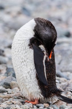 Antarktika Yarımadası 'ndaki Cuverville Adası' nda Gentoo Penguen-Pygoscelis papağanının yakın çekimi.