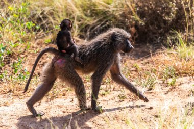 Olive Baboon 'un yakın çekimi - Papio Anubis- annesi Samburu ulusal rezervinin uzun çayırlarında bebeğini taşıyor, Kenya