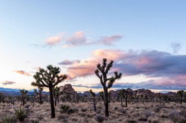 Bir kış akşamı Joshua Tree Ulusal Parkı 'nda gün batımı.