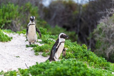 Güney Afrika 'daki Simons Town yakınlarındaki Boulders Beach Penguen Kolonisi' nde Afrika Pengueni-Spheniscus demersus olarak da bilinir. Bu koloni Cape Town 'a ve Pelerin' e yakındır.