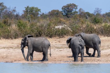 Telefoto, Botsvana 'da bir su birikintisinin yanında duran Loxodonta Africana adlı üç Afrika filini vurdu.