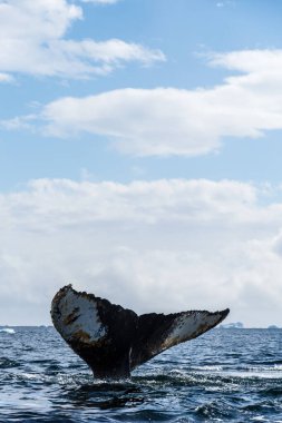 Dalış yapan bir kambur balinanın kuyruğuna yakın plan. Megaptera novaeangliae. Görüntü Graham geçidinde çekildi, Charlotte Körfezi, Antarktika Yarımadası yakınlarında..