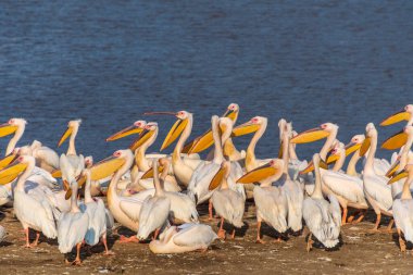 Kenya Nakuru Gölü kıyısında bir pelikan sürüsü bulunuyor. Yakından dinleniyorlar, soluk tüylerini ve uzun gagalarını gösteriyorlar, göl manzarayı yansıtıyor, yeşil ve uzak tepelerle çevrili..