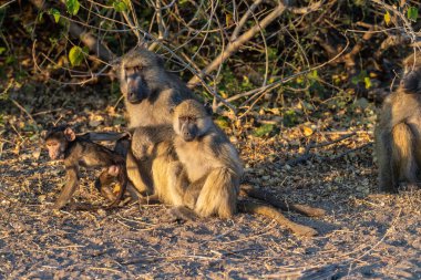 Chacma Babunu, Papio idrarı, Chobe Ulusal Parkı, Botswana 'da güneşin altında dinlenen bir aile..