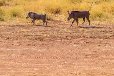 Samburu ulusal rezervinde sık otların arasında yürüyen, Phacochoerus africanus Africanus adlı ortak bir domuzun telefonu.
