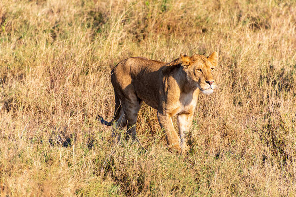 Telephoto of a female lion -Panthera Leo- in the Serengeti, Tanzania