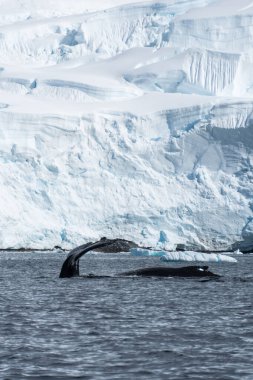 Graham geçidi ve Charlotte Körfezi yakınında sakin bir Antarktika manzarası, ön planda dalış yapan bir kambur balina - Megaptera novaeangliae -.